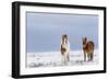 Horse, Icelandic Pony, two adults, standing on snow-Terry Whittaker-Framed Photographic Print