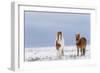 Horse, Icelandic Pony, two adults, standing on snow-Terry Whittaker-Framed Photographic Print