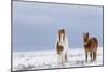 Horse, Icelandic Pony, two adults, standing on snow-Terry Whittaker-Mounted Photographic Print