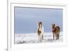 Horse, Icelandic Pony, two adults, standing on snow-Terry Whittaker-Framed Photographic Print