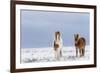 Horse, Icelandic Pony, two adults, standing on snow-Terry Whittaker-Framed Photographic Print