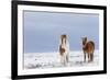 Horse, Icelandic Pony, two adults, standing on snow-Terry Whittaker-Framed Photographic Print