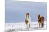 Horse, Icelandic Pony, two adults, standing on snow-Terry Whittaker-Mounted Photographic Print