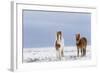 Horse, Icelandic Pony, two adults, standing on snow-Terry Whittaker-Framed Photographic Print