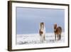 Horse, Icelandic Pony, two adults, standing on snow-Terry Whittaker-Framed Photographic Print