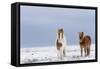 Horse, Icelandic Pony, two adults, standing on snow-Terry Whittaker-Framed Stretched Canvas