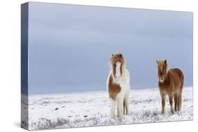 Horse, Icelandic Pony, two adults, standing on snow-Terry Whittaker-Stretched Canvas