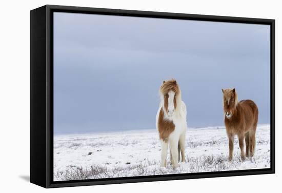 Horse, Icelandic Pony, two adults, standing on snow-Terry Whittaker-Framed Stretched Canvas
