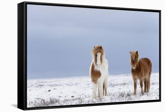 Horse, Icelandic Pony, two adults, standing on snow-Terry Whittaker-Framed Stretched Canvas
