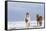 Horse, Icelandic Pony, two adults, standing on snow-Terry Whittaker-Framed Stretched Canvas