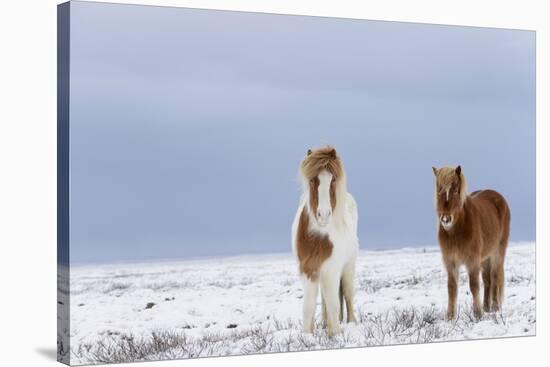 Horse, Icelandic Pony, two adults, standing on snow-Terry Whittaker-Stretched Canvas