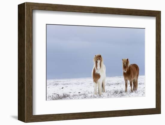 Horse, Icelandic Pony, two adults, standing on snow-Terry Whittaker-Framed Photographic Print