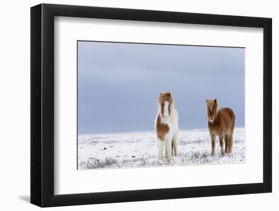 Horse, Icelandic Pony, two adults, standing on snow-Terry Whittaker-Framed Photographic Print