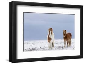 Horse, Icelandic Pony, two adults, standing on snow-Terry Whittaker-Framed Photographic Print