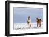 Horse, Icelandic Pony, two adults, standing on snow-Terry Whittaker-Framed Photographic Print