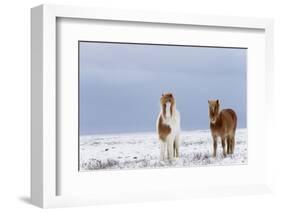 Horse, Icelandic Pony, two adults, standing on snow-Terry Whittaker-Framed Photographic Print