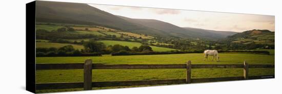 Horse in a Field, Enniskerry, County Wicklow, Republic of Ireland-null-Stretched Canvas