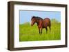 Horse in a Meadow-Dalibor Sevaljevic-Framed Photographic Print