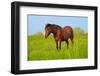 Horse in a Meadow-Dalibor Sevaljevic-Framed Photographic Print