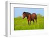 Horse in a Meadow-Dalibor Sevaljevic-Framed Photographic Print