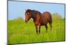 Horse in a Meadow-Dalibor Sevaljevic-Mounted Photographic Print