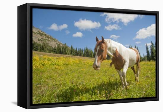 Horse in an Alpine Meadow, Slate Pass, Pasayten Wilderness, Washington-Steve Kazlowski-Framed Stretched Canvas