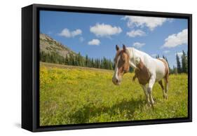 Horse in an Alpine Meadow, Slate Pass, Pasayten Wilderness, Washington-Steve Kazlowski-Framed Stretched Canvas