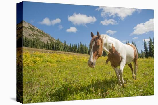 Horse in an Alpine Meadow, Slate Pass, Pasayten Wilderness, Washington-Steve Kazlowski-Stretched Canvas