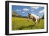 Horse in an Alpine Meadow, Slate Pass, Pasayten Wilderness, Washington-Steve Kazlowski-Framed Photographic Print