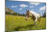 Horse in an Alpine Meadow, Slate Pass, Pasayten Wilderness, Washington-Steve Kazlowski-Mounted Photographic Print