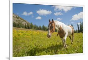 Horse in an Alpine Meadow, Slate Pass, Pasayten Wilderness, Washington-Steve Kazlowski-Framed Photographic Print