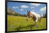 Horse in an Alpine Meadow, Slate Pass, Pasayten Wilderness, Washington-Steve Kazlowski-Framed Photographic Print