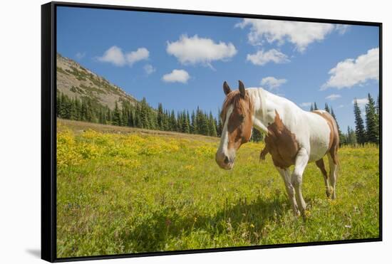 Horse in an Alpine Meadow, Slate Pass, Pasayten Wilderness, Washington-Steve Kazlowski-Framed Stretched Canvas