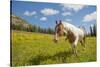 Horse in an Alpine Meadow, Slate Pass, Pasayten Wilderness, Washington-Steve Kazlowski-Stretched Canvas