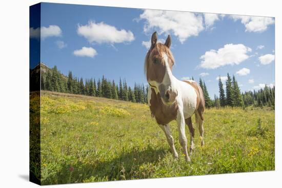 Horse in an Alpine Meadow, Slate Pass, Pasayten Wilderness, Washington-Steve Kazlowski-Stretched Canvas