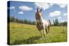 Horse in an Alpine Meadow, Slate Pass, Pasayten Wilderness, Washington-Steve Kazlowski-Stretched Canvas