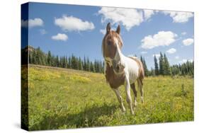 Horse in an Alpine Meadow, Slate Pass, Pasayten Wilderness, Washington-Steve Kazlowski-Stretched Canvas