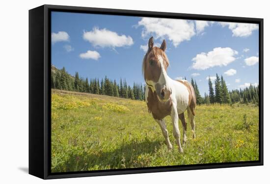 Horse in an Alpine Meadow, Slate Pass, Pasayten Wilderness, Washington-Steve Kazlowski-Framed Stretched Canvas