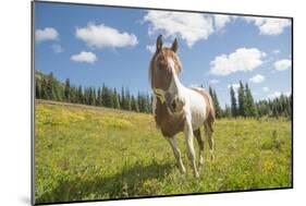 Horse in an Alpine Meadow, Slate Pass, Pasayten Wilderness, Washington-Steve Kazlowski-Mounted Photographic Print