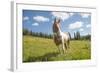 Horse in an Alpine Meadow, Slate Pass, Pasayten Wilderness, Washington-Steve Kazlowski-Framed Photographic Print