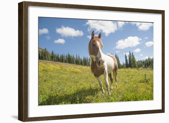 Horse in an Alpine Meadow, Slate Pass, Pasayten Wilderness, Washington-Steve Kazlowski-Framed Photographic Print