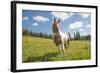 Horse in an Alpine Meadow, Slate Pass, Pasayten Wilderness, Washington-Steve Kazlowski-Framed Photographic Print