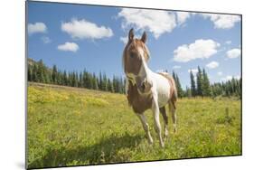 Horse in an Alpine Meadow, Slate Pass, Pasayten Wilderness, Washington-Steve Kazlowski-Mounted Photographic Print