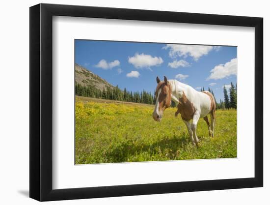 Horse in an Alpine Meadow, Slate Pass, Pasayten Wilderness, Washington-Steve Kazlowski-Framed Photographic Print