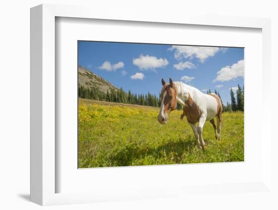 Horse in an Alpine Meadow, Slate Pass, Pasayten Wilderness, Washington-Steve Kazlowski-Framed Photographic Print