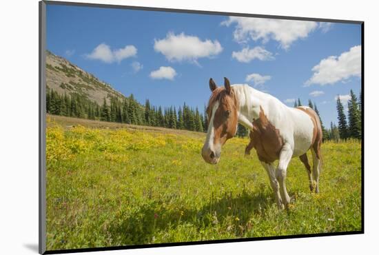 Horse in an Alpine Meadow, Slate Pass, Pasayten Wilderness, Washington-Steve Kazlowski-Mounted Photographic Print