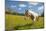 Horse in an Alpine Meadow, Slate Pass, Pasayten Wilderness, Washington-Steve Kazlowski-Mounted Photographic Print