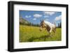 Horse in an Alpine Meadow, Slate Pass, Pasayten Wilderness, Washington-Steve Kazlowski-Framed Premium Photographic Print