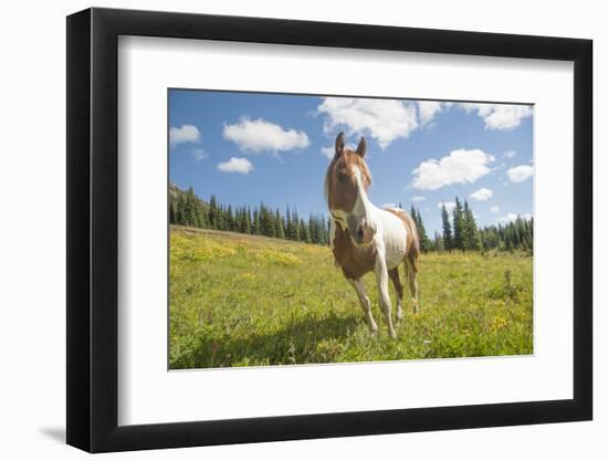 Horse in an Alpine Meadow, Slate Pass, Pasayten Wilderness, Washington-Steve Kazlowski-Framed Premium Photographic Print