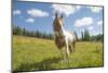 Horse in an Alpine Meadow, Slate Pass, Pasayten Wilderness, Washington-Steve Kazlowski-Mounted Premium Photographic Print